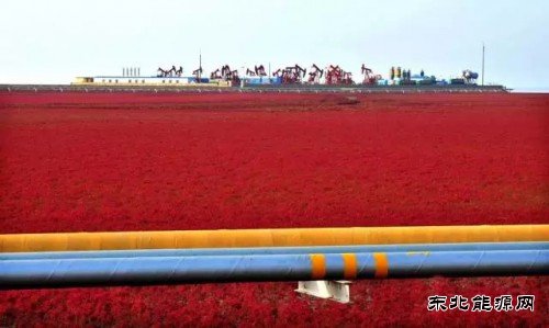 国内石油竟然这么“绿”完美体育都不知道？