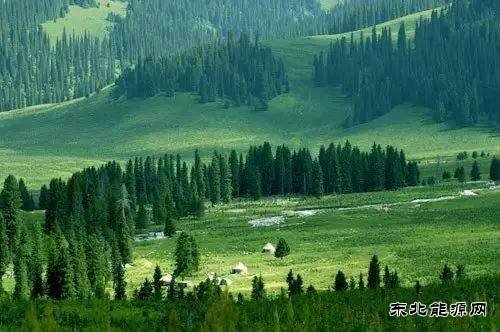 内蒙古天然林资源保护实现全覆盖