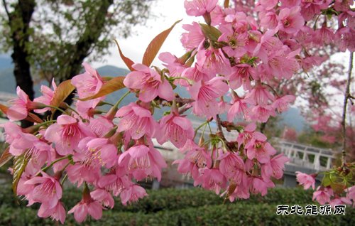 云南无量山樱花谷