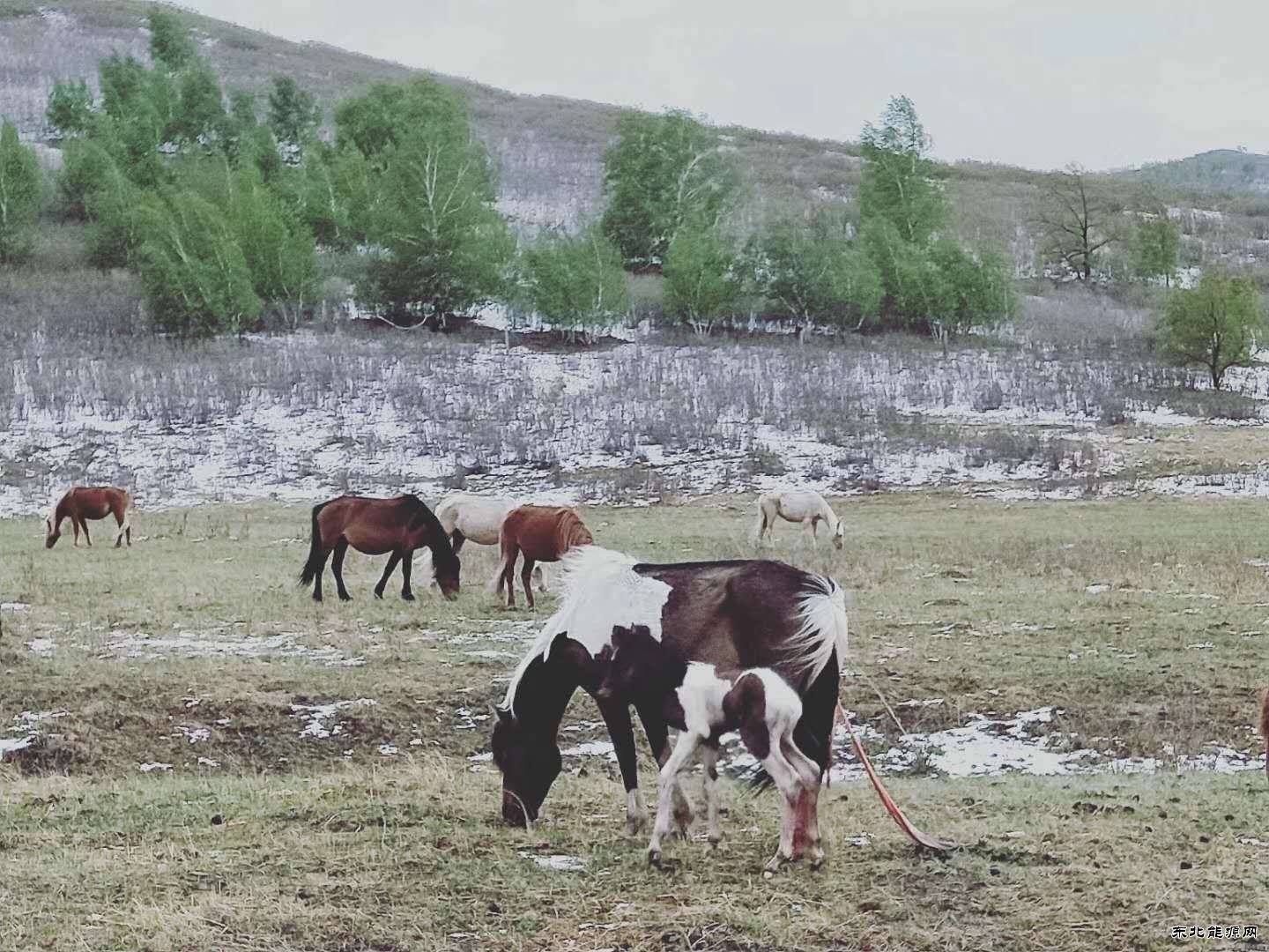 春日雪景(摄影作品)