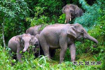 森林象数量减少或致大气碳含量增多