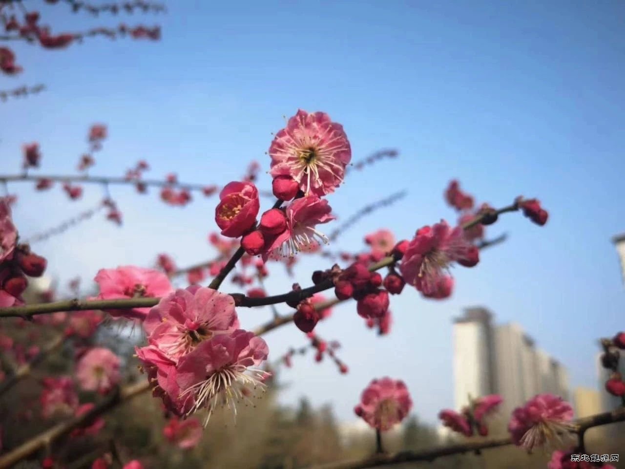 蒲白建庄矿业：桥山脚下 春满建庄