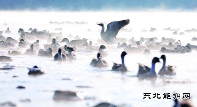 沈阳：万只迁徙候鸟浑河过冬