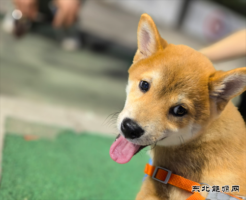 姚辰松：温暖的伙伴