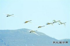 朝阳：白天鹅飞回北票白石湿地