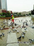 鞍山：环卫工人冒雨喂鸽子获赞