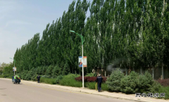 宁东铁路公司后勤处积极为站区绿化林木打“预防针”