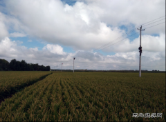 兴凯湖电业局：突击更换复合绝缘子 提高线路安全系数