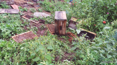 虎林一养蜂场深夜疑似“熊出没” 拍翻七八个蜂箱蜂蜜被舔“溜干