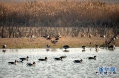 黄河入？谑赜创笈蚰