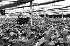 农网改造相对滞后日益突出