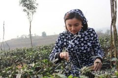 电力足   早茶香