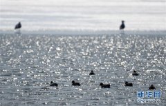 中俄界湖兴凯湖：鸭戏春水 鹭舞寒冰