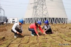 楚源公司机关人员义务劳动为中煤新集板集电厂添新绿