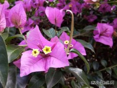 那一夜春城的雨