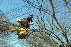 富锦供电公司：开展线路通道清理