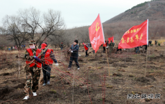 兴凯湖电业局：机关全体人员参加牡丹江管理局义务植树活动
