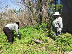 楚源公司：迎“五一”义务劳动在矿区