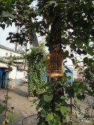 陕煤集团神南张家峁矿业公司职工当起矿区的花匠