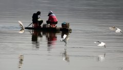 白鹭翩飞大沙坝
