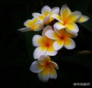 新人佳作：花儿（摄影作品）