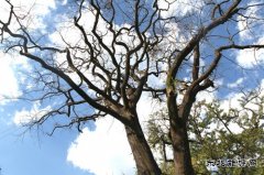枯木逢春（摄影作品）