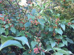 山丁子（摄影作品）