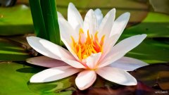 白莲共向半天开（摄影作品）