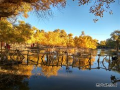 金秋胡杨林（摄影作品）