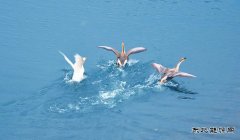 三剑客（摄影作品）