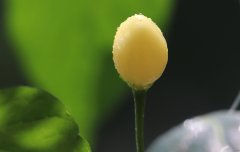 金茎惹来露珠悬（摄影作品）