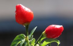 姐妹椒(摄影作品）