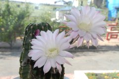 掌上明珠（摄影作品）