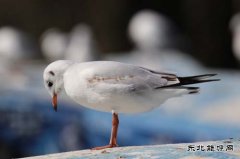 红嘴鸥挠痒痒（组照）