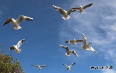 白鸥飞处带诗来（组照）