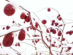 雪后的冬枣（摄影作品）