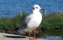 形单影只(摄影作品)