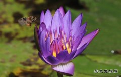 睡莲花香蜜蜂恋（组照）