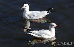 相亲相近水中欧（摄影作品）