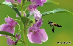 簇簇凤仙花正艳（摄影作品）