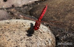 红蜻蜓（组照）