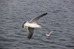 乘风破浪(摄影作品)