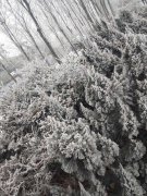 美丽的冰花(摄影作品)