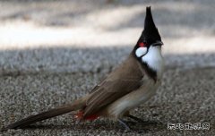 白头鹎 （组照）