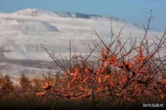 红色生机（摄影作品）