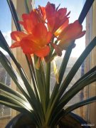 春色花香（摄影作品）