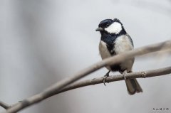 渭河热电厂摄影协会《春鸟》作品集