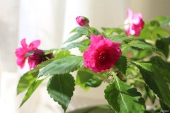 水梅之韵(摄影作品）