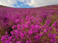 杜鹃花（摄影作品）