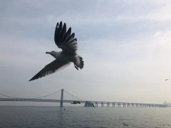 海鸥（摄影作品）